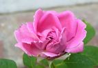 Madame Dubost rose photo
