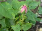 Madame Dubost rose photo