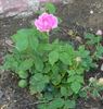 Madame Dubost rose photo