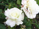 Betty Herholdt rose photo