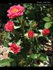 Daddy's Little Girl rose photo