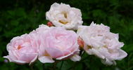Docteur Ricaud rose photo