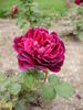 Docteur Cazeneuve rose photo