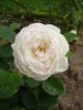 Flush o'Dawn rose photo
