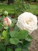 Flush o'Dawn rose photo