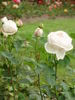 Flush o'Dawn rose photo