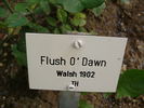 Flush o'Dawn rose photo