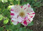 Jan Steen rose photo