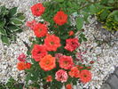 Apricot Princess rose photo