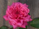 Won Fang Yon rose photo