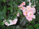 Gentle Touch rose photo