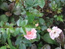 Gentle Touch rose photo