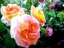 Canary ® rose photo