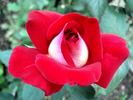 Atalante rose photo
