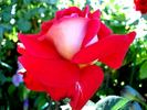 Atalante rose photo