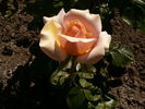 Jane Rogers rose photo