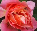 Jacques Latouche rose photo