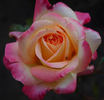 Menuett rose photo