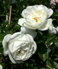 Purity rose photo
