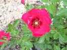Roses are Red rose photo