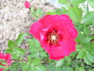 Roses are Red rose photo