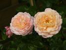 Apricot Morning rose photo