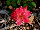 Cinnamon Spice rose photo