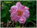 Sevilliana rose photo