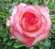 Elegance ® rose photo