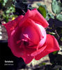 Catalònia rose photo