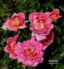 Gail Borden rose photo