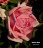 Mission Bells rose photo