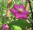 Rouge Cardinal clematis photo