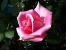 Rosita Vendela rose photo