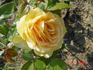 Golden Lady rose photo