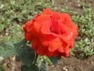 Blaník rose photo