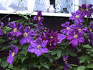 Jorma clematis photo