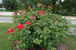 Feuerwerk ® rose photo