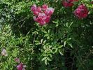 Sodenia rose photo