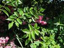 Sodenia rose photo