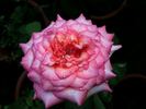 New Duet rose photo