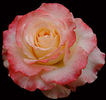 New Duet rose photo