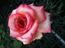 New Duet rose photo