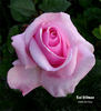 Rod Stillman rose photo