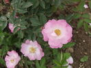 <i>Rosa mollis X Rosa gallica</i> rose photo