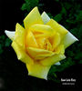 San Luis Rey rose photo