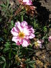 J.W. Fargo rose photo