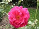Madame Raoul Fauran rose photo