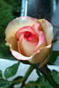 New Duet rose photo
