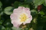 R. underwoodii Synonym rose photo